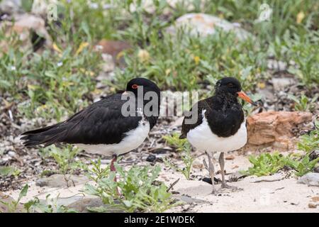 Adult and Fledged Australian Pied Oystercatcher Stock Photo