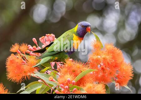 Rainbow Lorikeet feeding on nectar of the Red Flowering Gum Tree Stock Photo