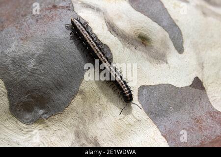 Millipede on bark of Spotted Gum Tree Stock Photo