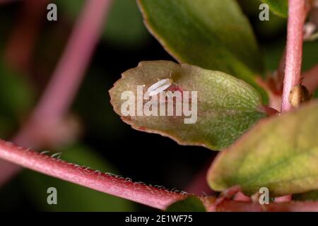 Adult White fly of the Family Aleyrodidae on a leaf of the plant Red Caustic-Creeper of the species Euphorbia thymifolia Stock Photo