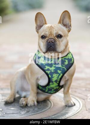 Fashionable Frenchie Sitting and Looking Away Stock Photo