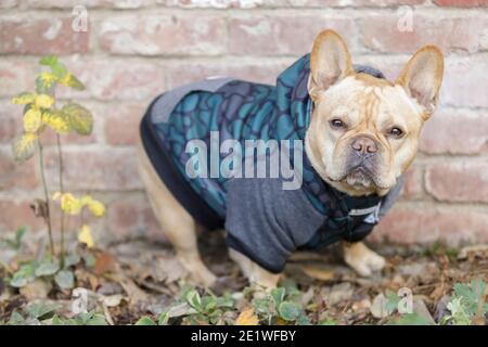 Fashionable Frenchie Standing in front of Brick Wall and Looking at Camera. Stock Photo