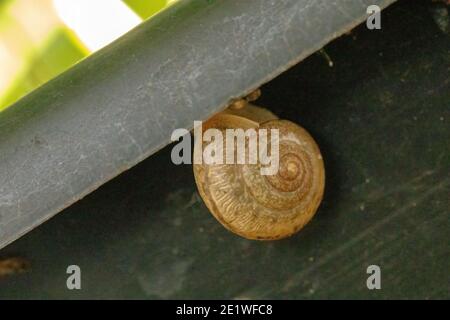 Asian Tramp Snail of the species Bradybaena similaris Stock Photo