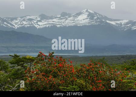 Chilean Fire Bush in flower in front of the Torres del Paine mountain ranges, Patagonia, Chile Stock Photo