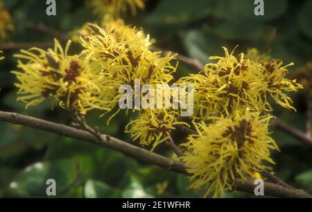 HAMAMELIS X INTERMEDIA ' PALLIDA' COMMONLY KNOWN AS WITCHHAZEL OR WITCH HAZEL. AUSTRALIA. Stock Photo