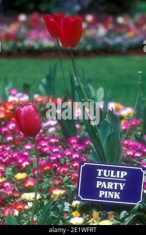 TULIPS 'PARTY PINK' IN FULL BLOOM, TOWOOMBA BOTANICAL GARDENS, QUEENSLAND, AUSTRALIA. Stock Photo