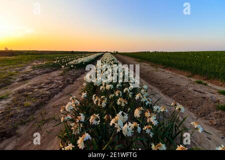 A field of daffodils, in white and yellow against the background of the sunset Stock Photo