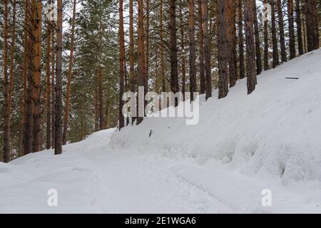 Yellow trunks of tall pines in winter forest. Branches of trees are covered with fresh snow. Stock Photo
