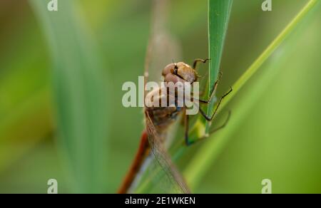 Close up of a dragonfly Stock Photo