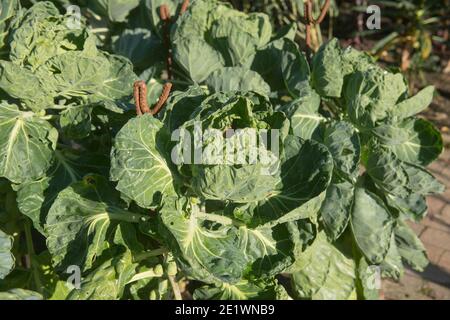 Home Grown Organic Autumn Brussels Sprout Plant (Brassica oleracea var. gemmifera) Growing on an Allotment in a Vegetable Garden in Rural Devon Stock Photo