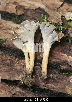 Pseudocraterellus undulatus, known as  Sinuous Chanterelle, wild mushroom from Finland Stock Photo