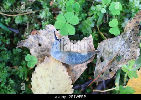 Krynickillus melanocephalus, a highly invasive slug with no common english name Stock Photo