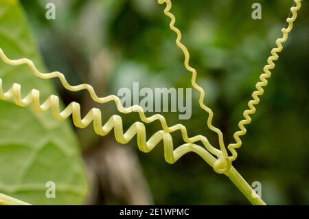 Tendril is a threadlike specialized stem, leaf or petiole used by climbing plants for support and attachment. The spiral contraction drags up the root Stock Photo