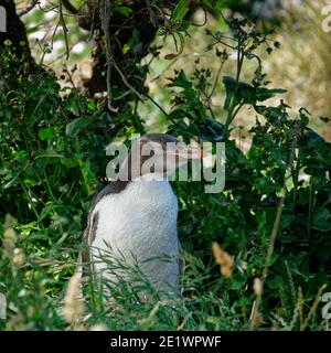 A baby yellow-eyed penguin hiding in undergrowth waiting for a parent to return to feed it, Otago, New Zealand. Stock Photo