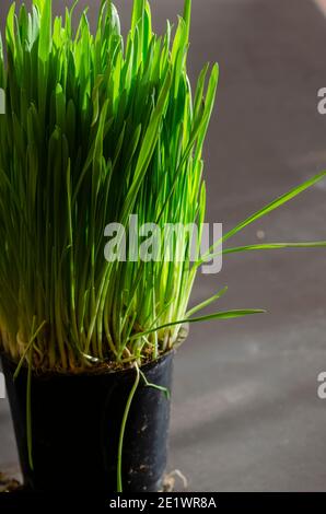 Fully sprouted oats in sunlight in a black flowerpot. Green sprouts of oats for cats. Close-up. Selective focus. Stock Photo