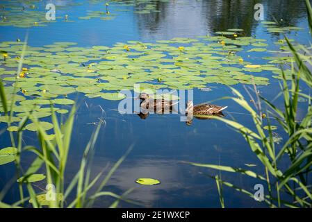 Two ducks on a smooth water surface. Stock Photo