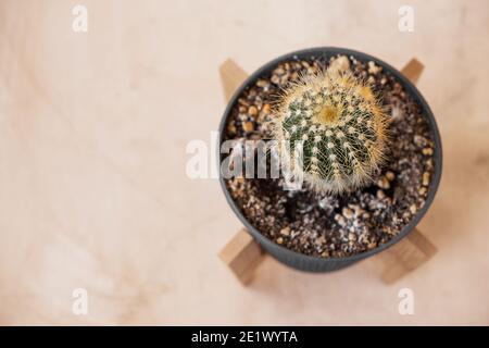 small cute cactus in a gray pot and wooden stands for planters on a beige background at home. vertical, selective focus Stock Photo