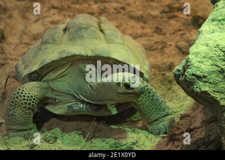 This Aldabra giant tortoise, Dipsochelys dussumieri is one of the few surviving species in that genus