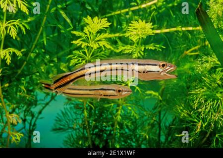 Channa micropeltes, giant snakehead, giant mudfish or Indonesian