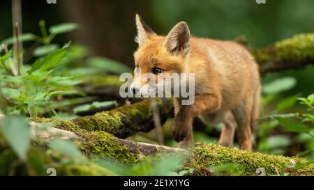Red fox cub walking through spring forest with mossy branches on the ground. Stock Photo