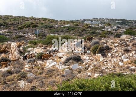 Goats grazing on a mountain pasture on the island of Ios. Greece Stock Photo