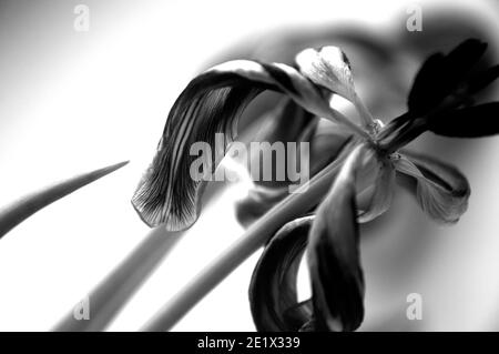 Black and white tulips at the end of bloom taken with natural light Stock Photo