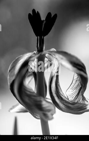 Black and white tulips at the end of bloom taken with natural light Stock Photo