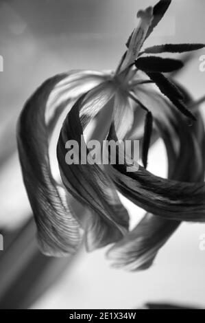 Black and white tulips at the end of bloom taken with natural light Stock Photo