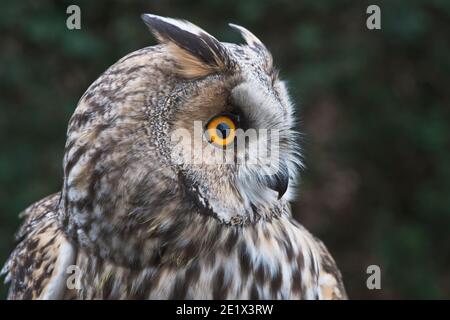 Long-eared owl (Asio otus), portrait, Emsland, Lower Saxony, Germany Stock Photo