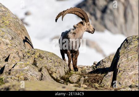 Alpine Ibex (Capra ibex) standing on rock, Mont Blanc massif, Chamonix, France Stock Photo