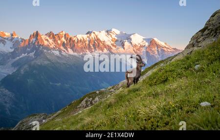 Alpine Ibex (Capra ibex) on the mountainside, in the back mountain range Grandes Jorasses and Mont Blanc in the evening light, Mont Blanc massif Stock Photo