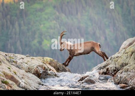 Alpine Ibex (Capra ibex) jumping over a mountain stream, Mont Blanc massif, Chamonix, France Stock Photo