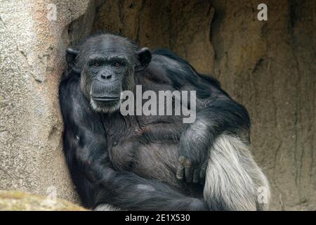 Chimpanzee (Pan troglodytes), bored, captive, Germany Stock Photo