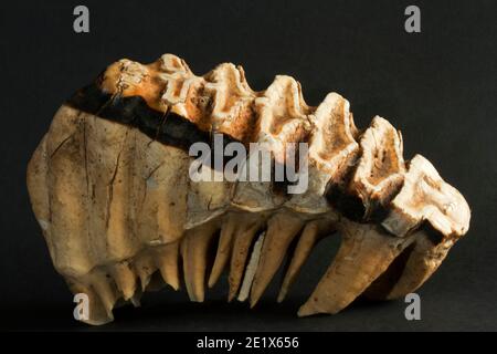 An elephants M6 molar side-on shows the extent of roots that lodge the massive grinding plate into the jaw. Despite massive size the tooth does wear Stock Photo