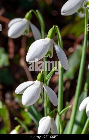 Snowdrop galanthus 'S Arnott' an early winter spring flowering  bulbous plant with a white springtime flower which opens in January and February, stoc Stock Photo