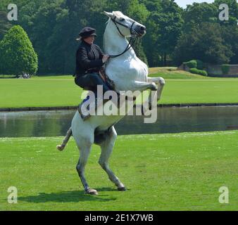 White horse rearing up with rider in Elizabethan costume. Stock Photo