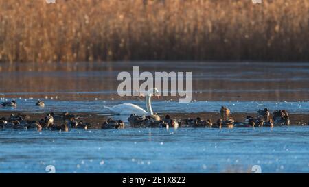 Mute Swan, Cygnus olor in the morning sun light on frozen river Stock Photo