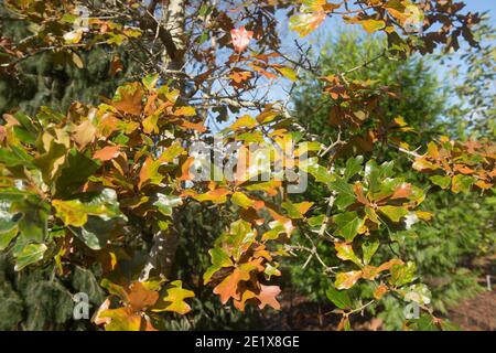 Brown and Green Autumn Leaves on a Scrub or Bear Oak Tree (Quercus x ilicifolia) Growing in a Garden in Rural Devon, England, UK Stock Photo