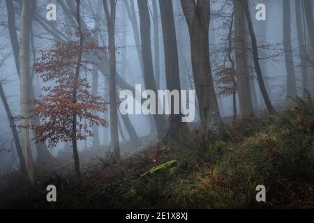 Copper leaves of a beech tree in autumn foggy woodland Stock Photo