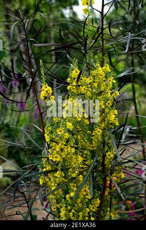 verbascum chaixii sixteen candles,Pseudopanax linearis,lancewood,yellow flowers,flowering,mix,mixed planting combination,different,unusual,RM flor Stock Photo