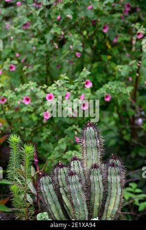 cactus garden,cacti,succulent,succulents,mixed planting scheme,succulents and perennials,anisodontea capensis el rayo,African mallow El Rayo,Anisodont Stock Photo