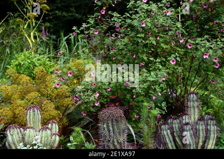 cactus garden,cacti,succulent,succulents,mixed planting scheme,succulents and perennials,anisodontea capensis el rayo,African mallow El Rayo,Anisodont Stock Photo