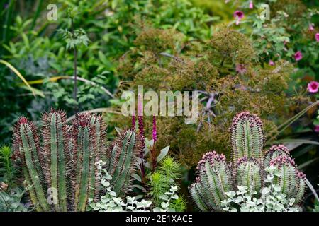 cactus garden,cacti,succulent,succulents,mixed planting scheme,succulents and perennials,Phytolacca icosandra,anisodontea capensis el rayo,African mal Stock Photo