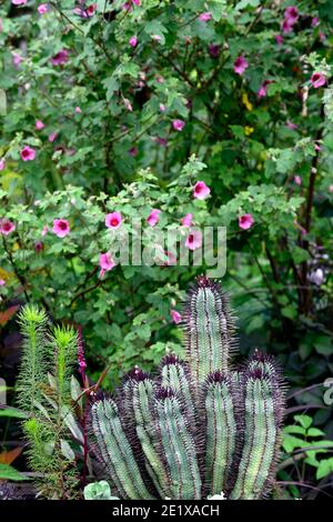 cactus garden,cacti,succulent,succulents,mixed planting scheme,succulents and perennials,anisodontea capensis el rayo,African mallow El Rayo,Anisodont Stock Photo