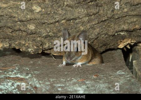 Wild Wood Mouse (Apodemus sylvaticus) hiding in wood pile in garden Shed, Tenterden Kent. 02.12..2007. Stock Photo