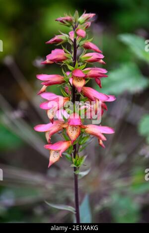 Digitalis × valinii Firebird,foxglove Firebird,rust-red flowers pale orange throat,foxgloves,digitalis plant breeding,RM Floral Stock Photo
