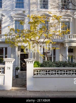Elegant white stucco-fronted terraced house in Ladbroke Grove, with tree in garden Stock Photo