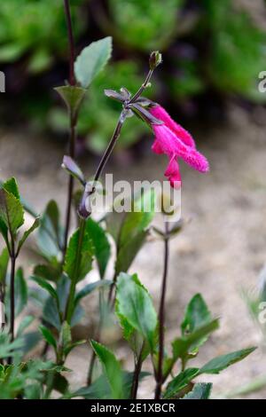 salvia rockin fuchsia,Salvias,sages,pink purple flowers,pink purple flowers,flower,flowering,RM flora Stock Photo