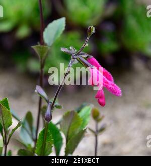 salvia rockin fuchsia,Salvias,sages,pink purple flowers,pink purple flowers,flower,flowering,RM flora Stock Photo