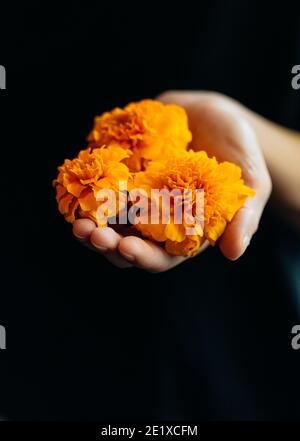 Hand holding Marigold flower blossoms (Edible Flower) Stock Photo